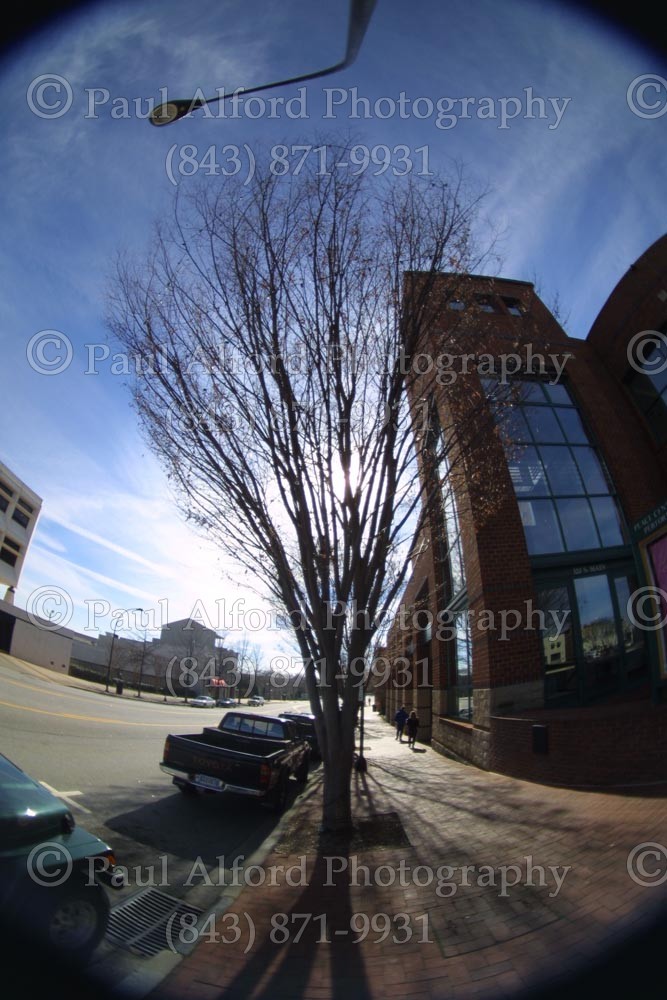 cars, city street, misc, tree
