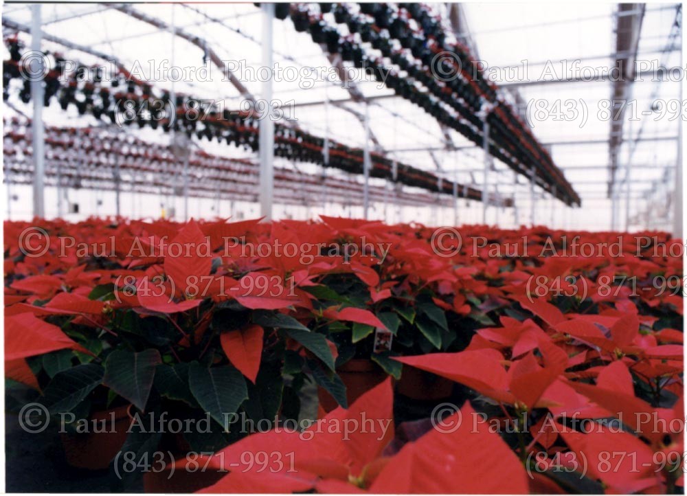 greenhouse, misc, poinsettia