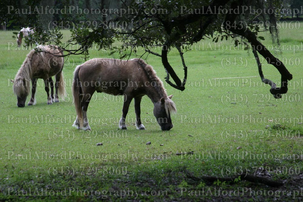 Charleston SC, Lowcountry, magnolia gardens, plantation