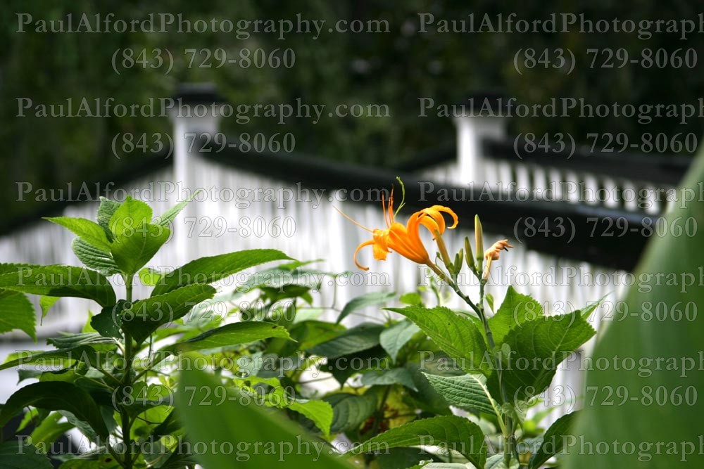 Charleston SC, Lowcountry, magnolia gardens, plantation