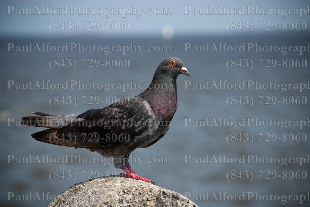 Charleston SC, Lowcountry, battery, downtown, white point gardens