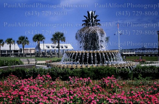 Charleston SC, Lowcountry, palm tree, pineapple, waterfront park