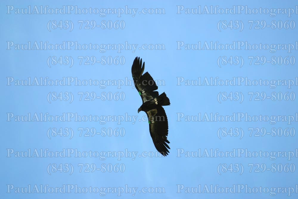 Arizona, Grand Canyon, national park, nature