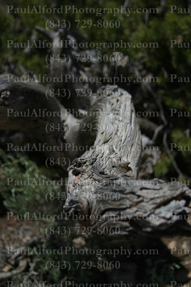 Arizona, Grand Canyon, national park, nature