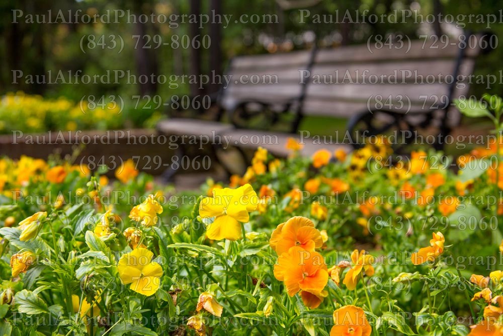 Summerville SC, azalea park, city streets, flowers, nature