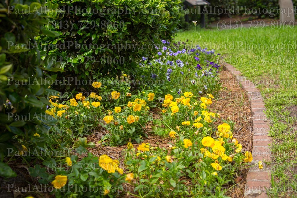Summerville SC, azalea park, city streets, flowers, nature