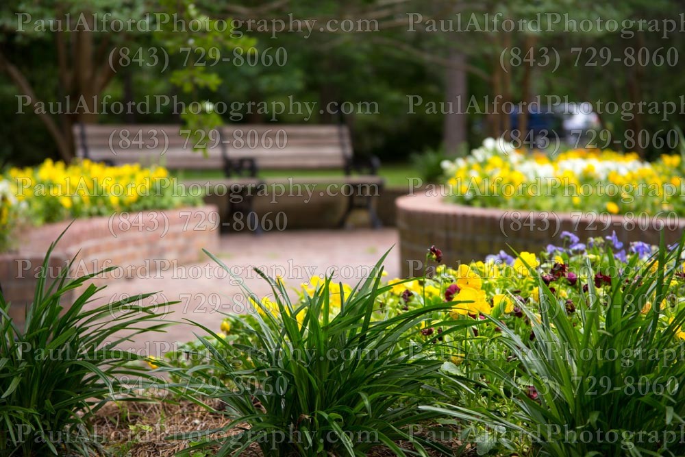 Summerville SC, azalea park, city streets, flowers, nature, path