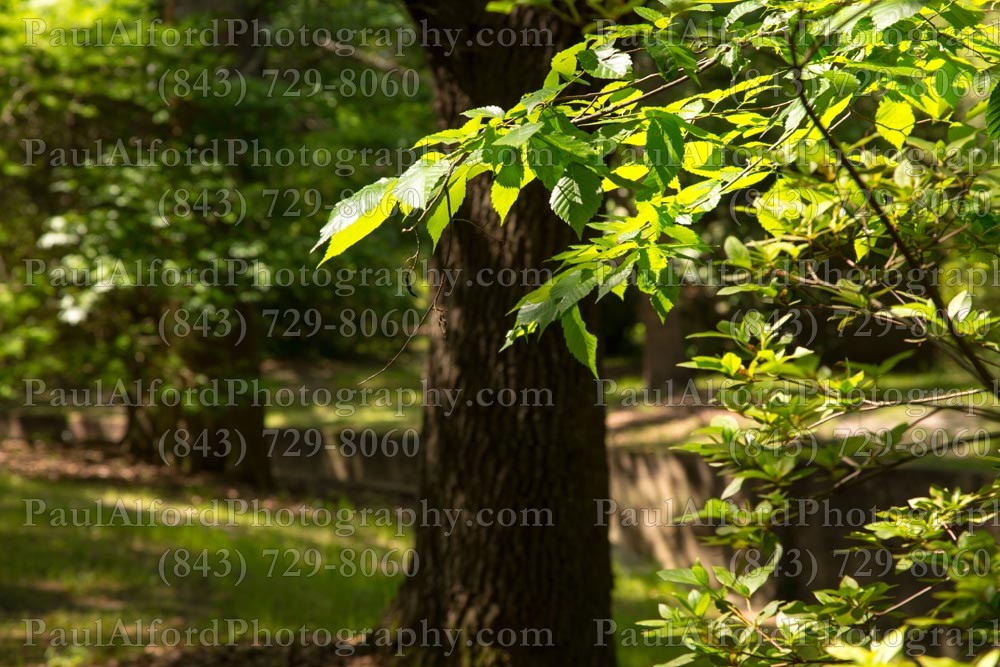 Summerville SC, azalea park, city streets, flowers, nature