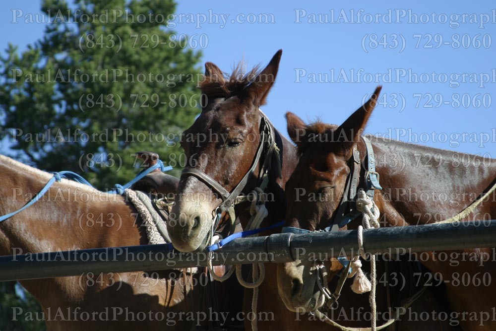 Arizona, Grand Canyon, national park, nature
