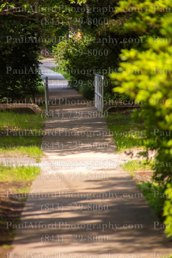 Summerville SC, azalea park, city streets, flowers, nature, path
