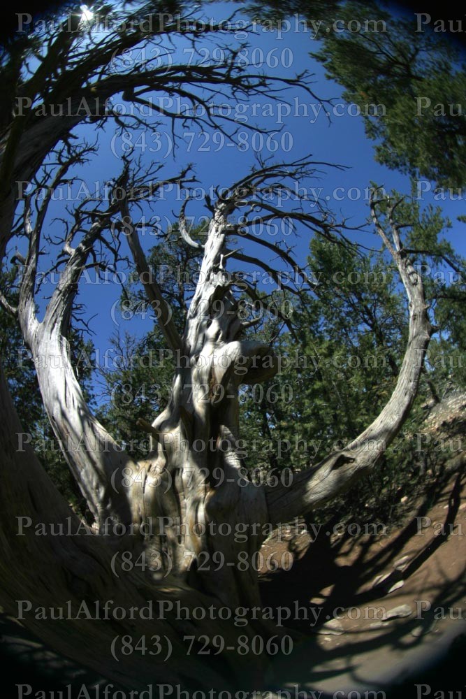 Arizona, Grand Canyon, national park, nature