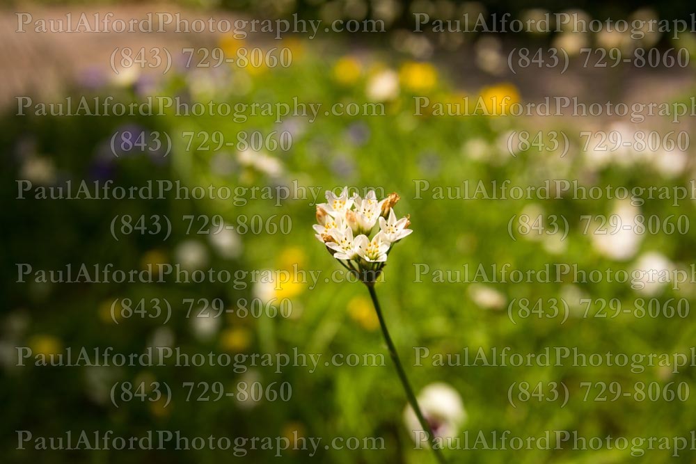 Summerville SC, azalea park, city streets, flowers, nature