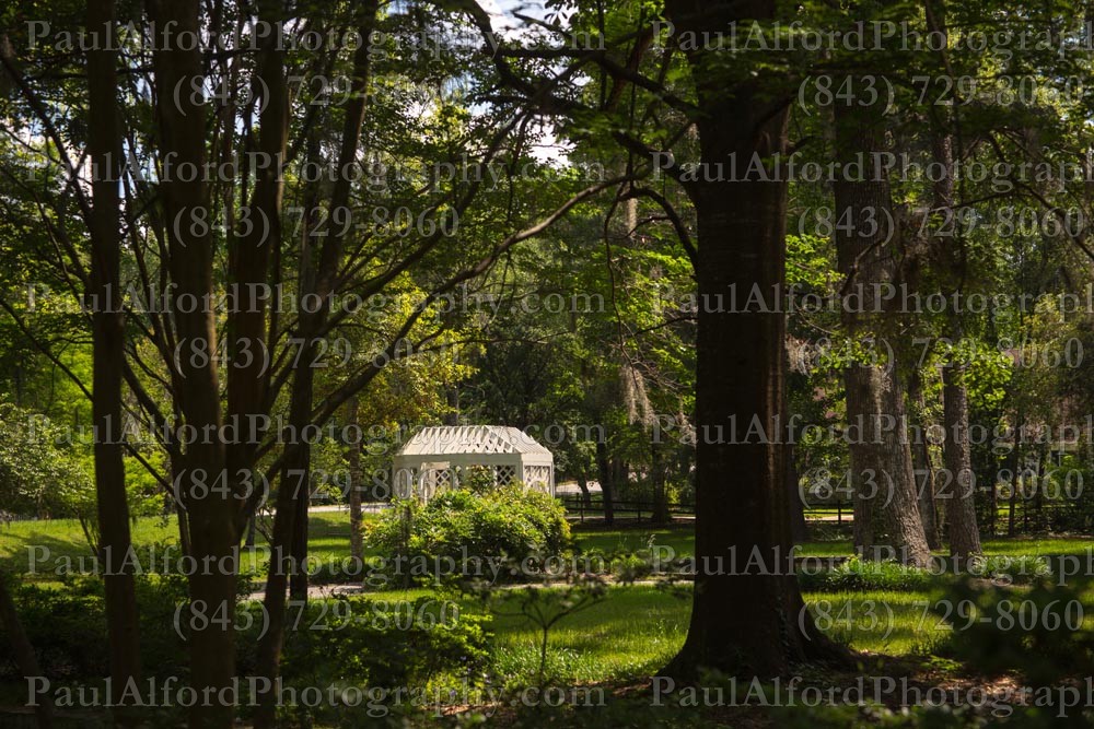Summerville SC, azalea park, city streets, flowers, nature