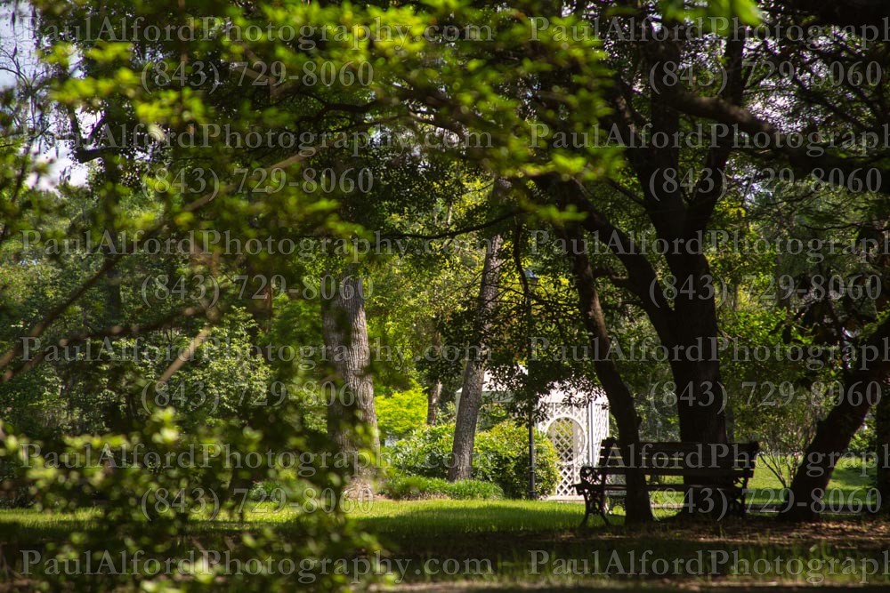Summerville SC, azalea park, city streets, flowers, nature