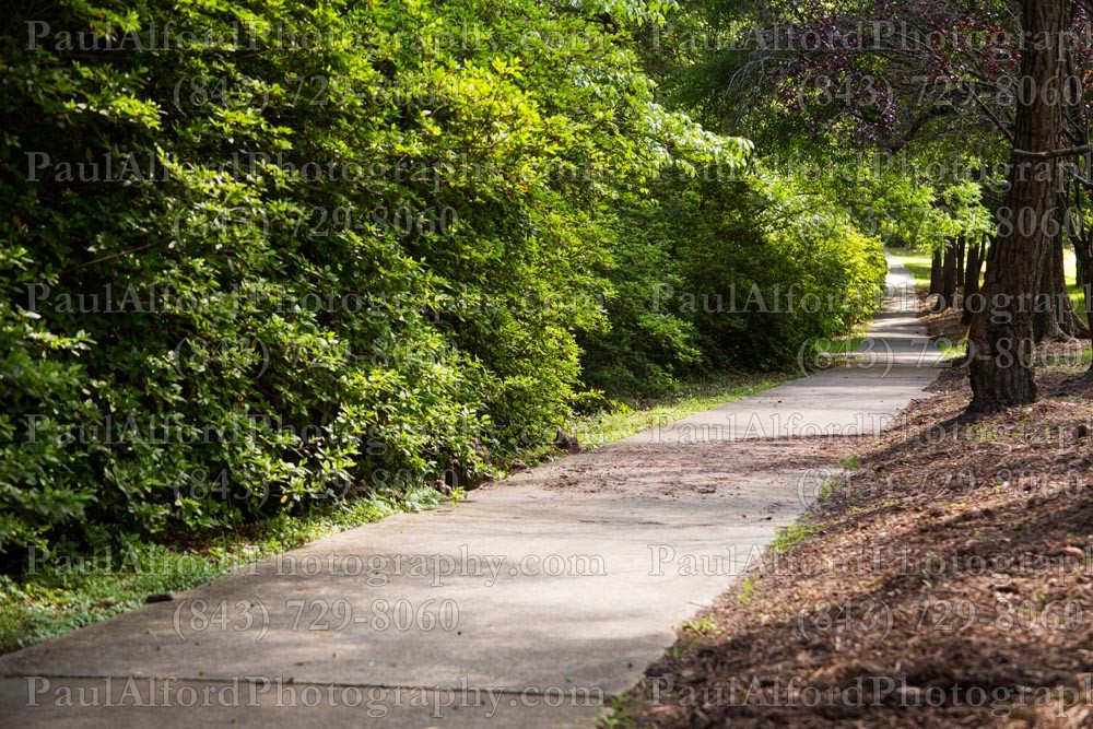Summerville SC, azalea park, city streets, flowers, nature, path