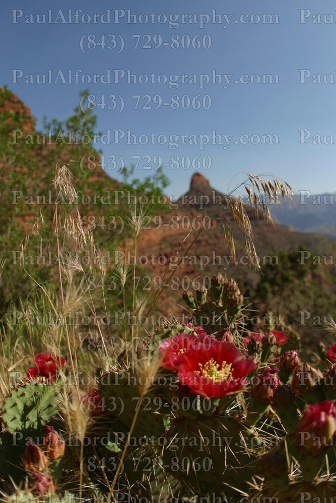 Arizona, Grand Canyon, national park, nature