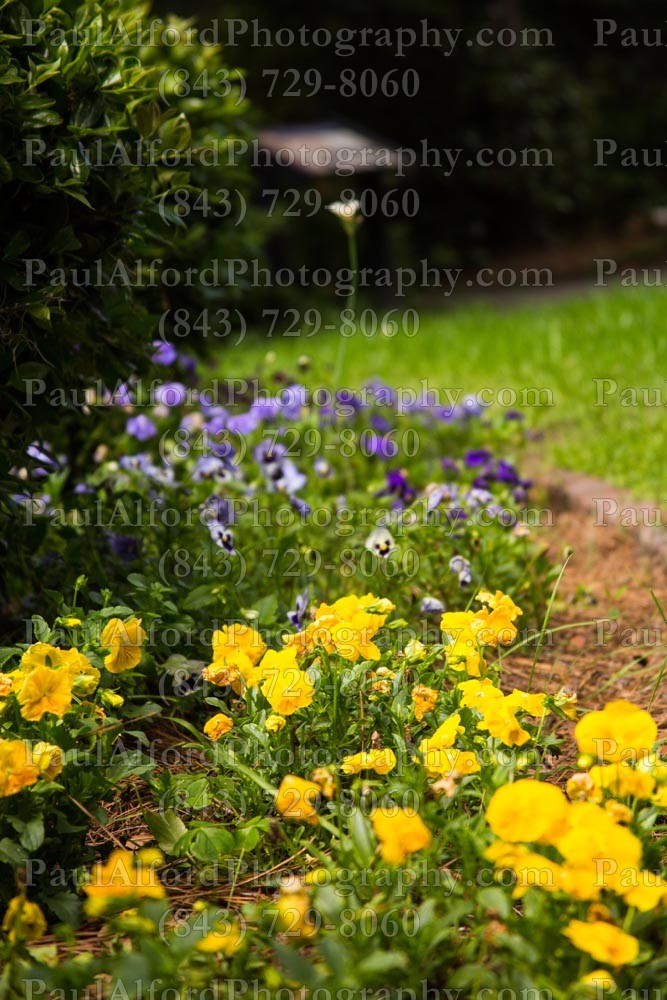 Summerville SC, azalea park, city streets, flowers, nature
