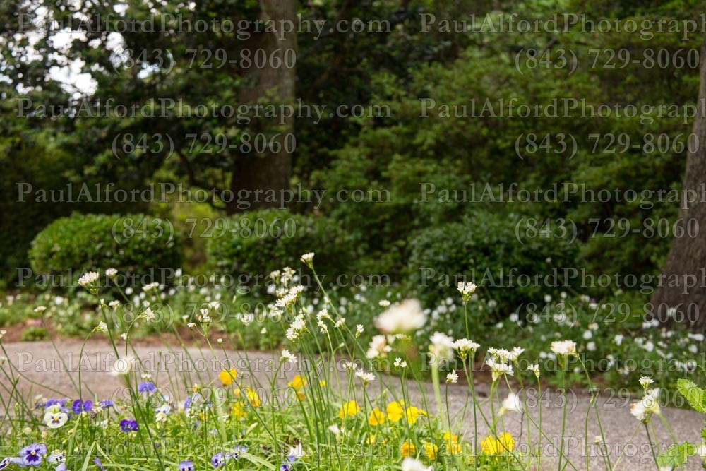 Summerville SC, azalea park, city streets, flowers, nature