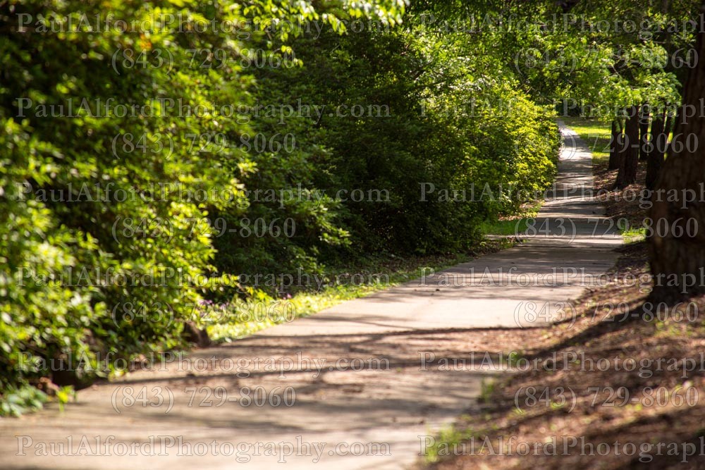 Summerville SC, azalea park, city streets, flowers, nature, path