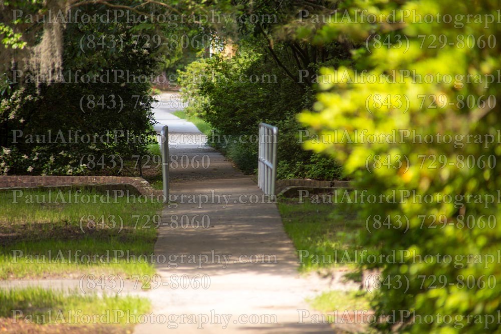 Summerville SC, azalea park, city streets, flowers, nature, path