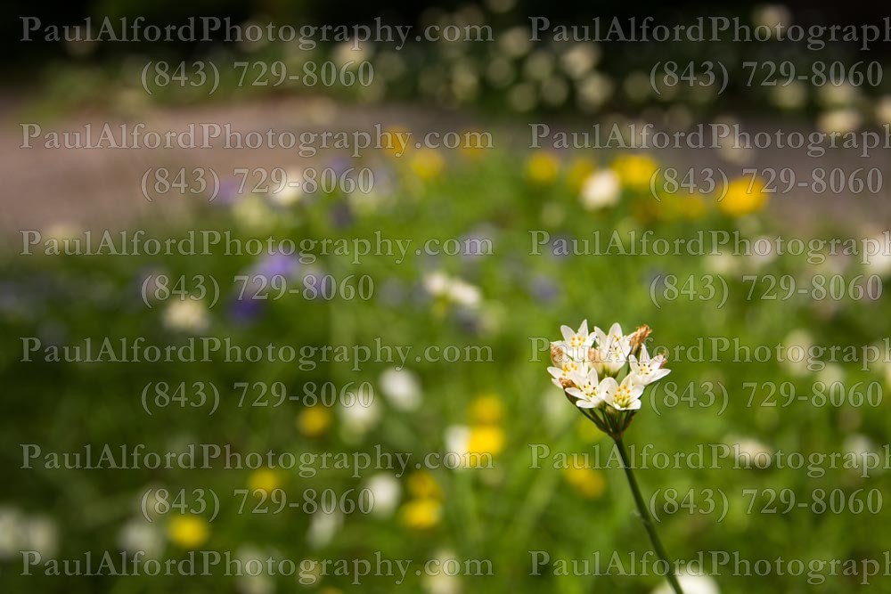 Summerville SC, azalea park, city streets, flowers, nature