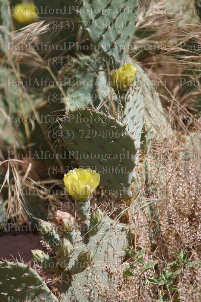 Arizona, Grand Canyon, national park, nature