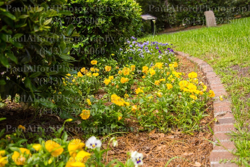 Summerville SC, azalea park, city streets, flowers, nature