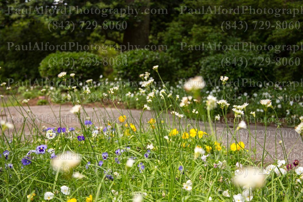 Summerville SC, azalea park, city streets, flowers, nature