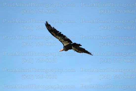 Arizona, Grand Canyon, national park, nature