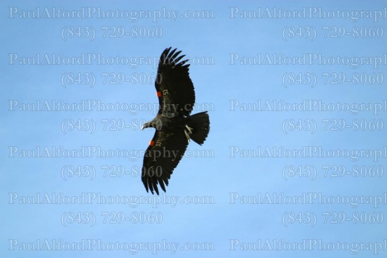 Arizona, Grand Canyon, national park, nature