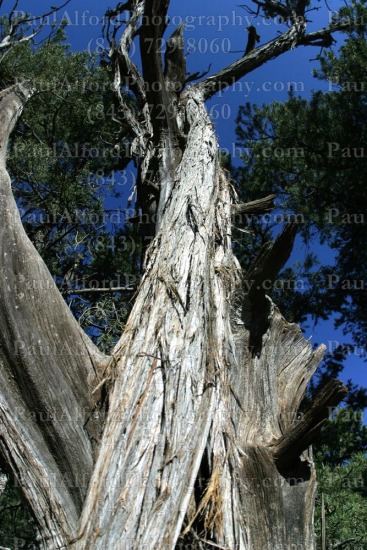Arizona, Grand Canyon, national park, nature